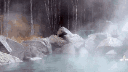 25.gif